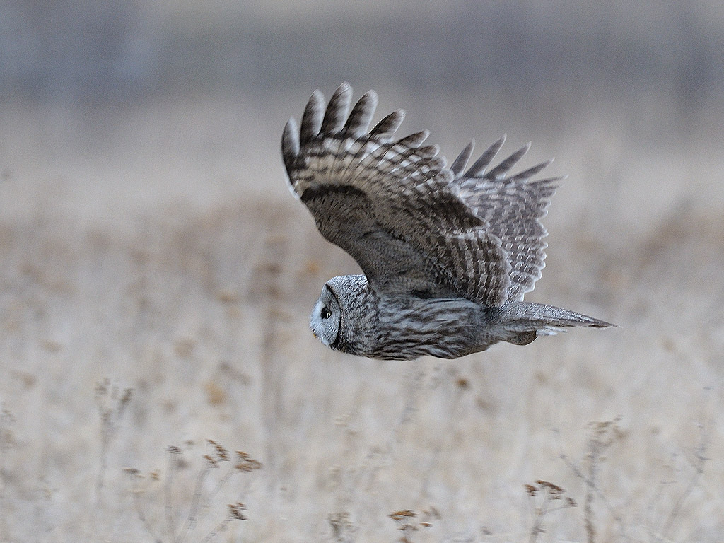 Strix nebulosa, Great Grey Owl, Lappuggla