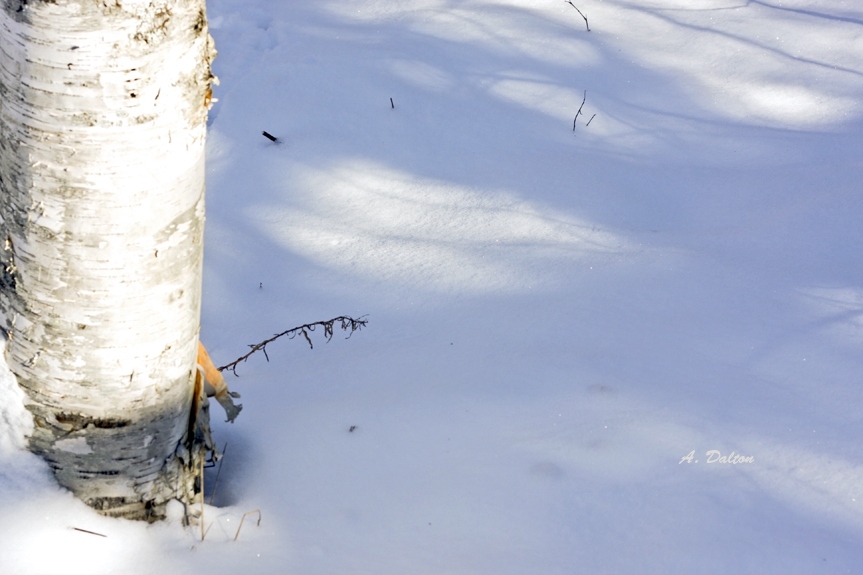 Sun, Shadow and Snow