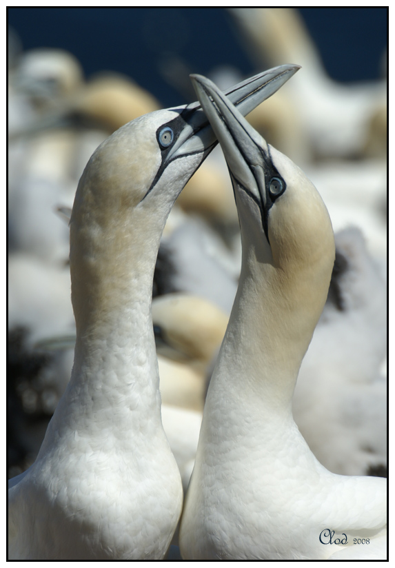 Fou de Bassan - Northern Gannet