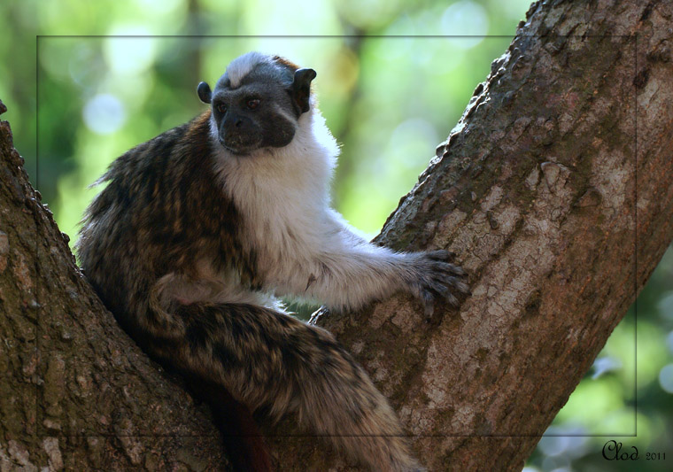 Tamarin de Geoffroy- Geoffroys Tamarin