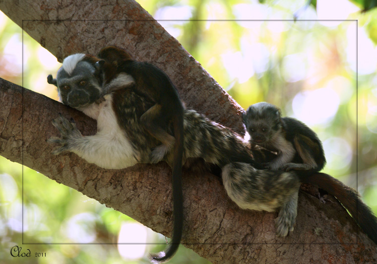 Tamarins de Geoffroy- Geoffroys Tamarin