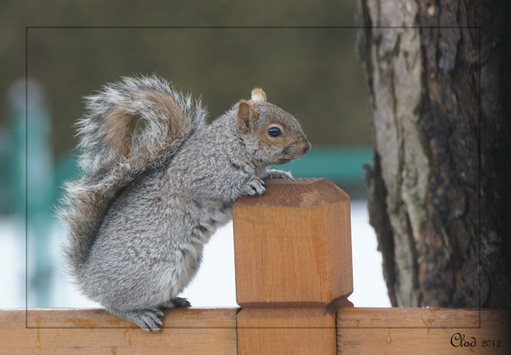 cureuil gris Grey squirrel