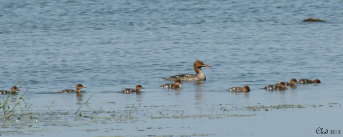 Harle hupp et petits - Red-breasted Merganser and youngs