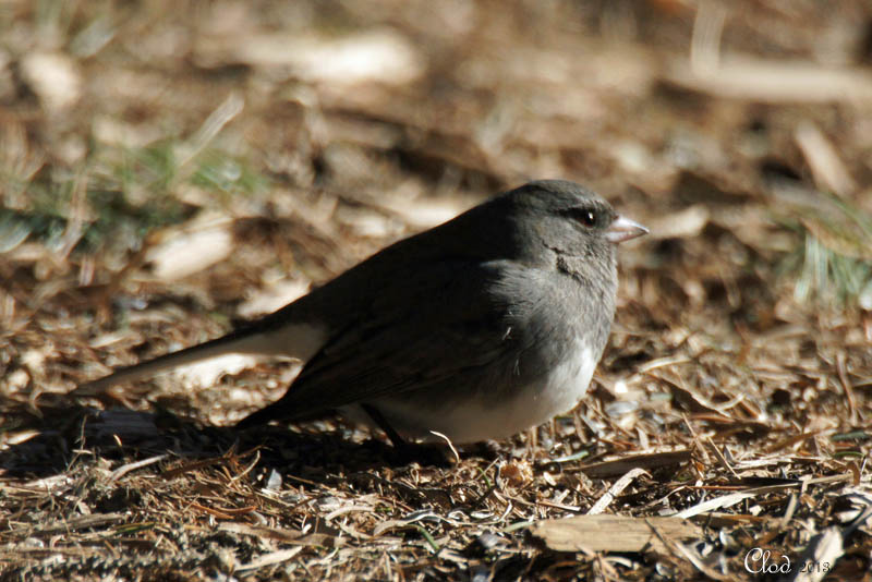 Junco ardois - Dark-eyed Junco