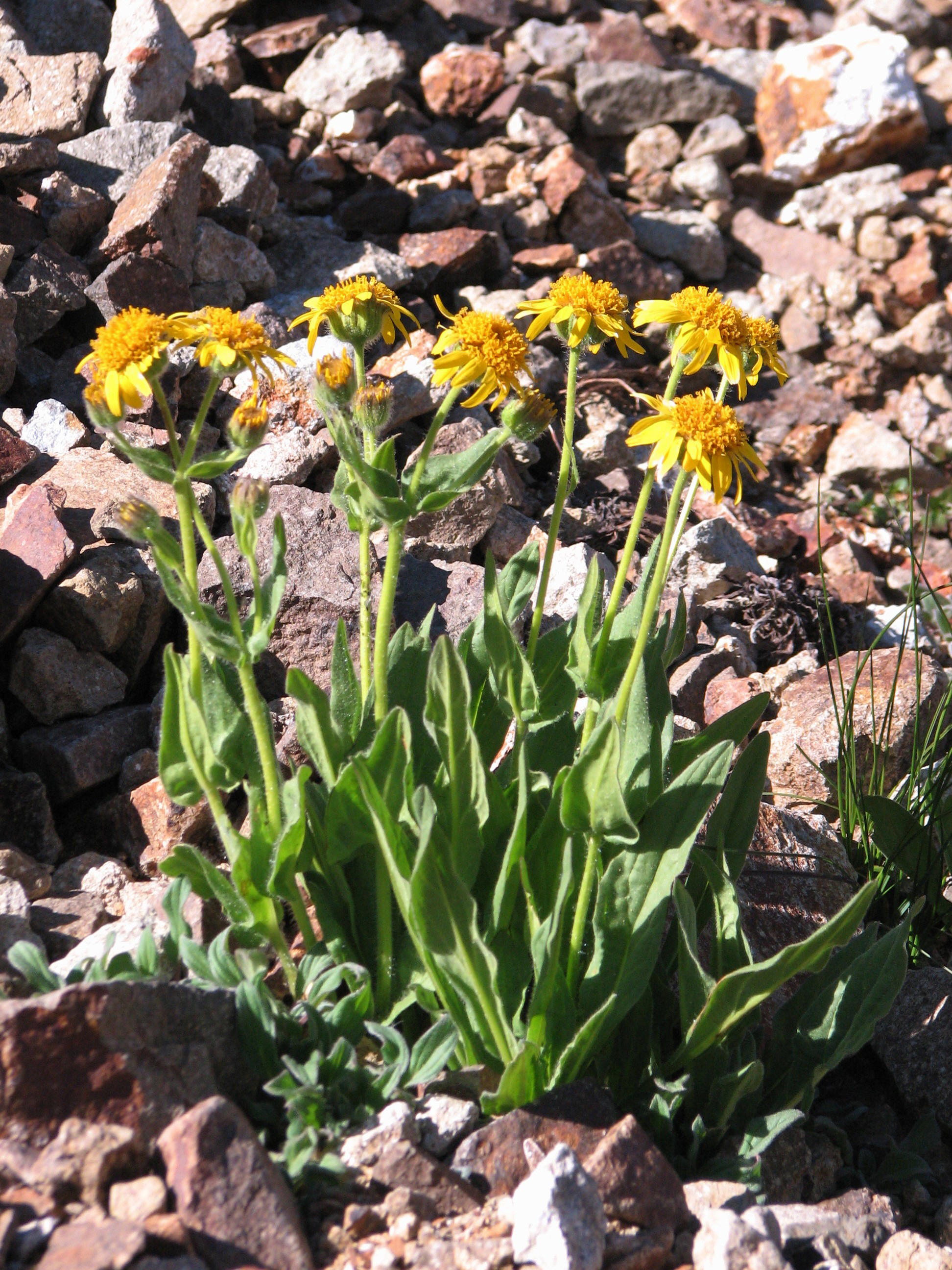 IMG_5738 Rydbergs Arnica, Arnica rydbergii