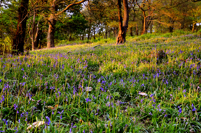 Evening sun and emerging bluebells