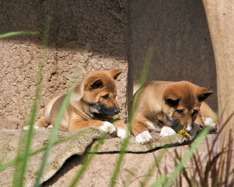 The San Diego Zoo