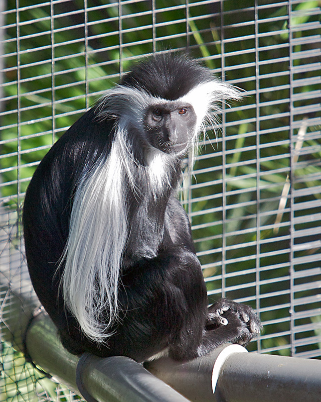 The San Diego Zoo