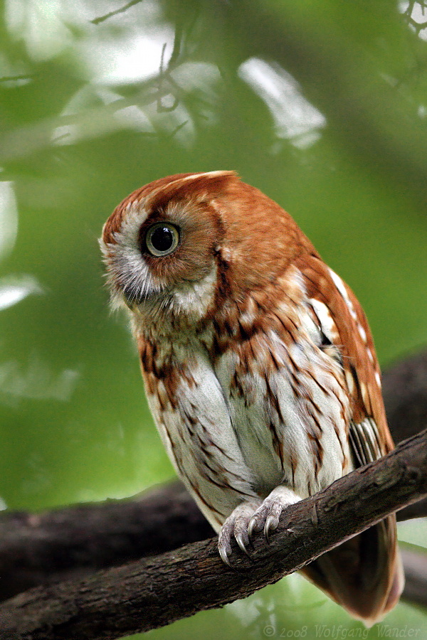 Eastern Screech-Owl <i>Otus Asio</i>