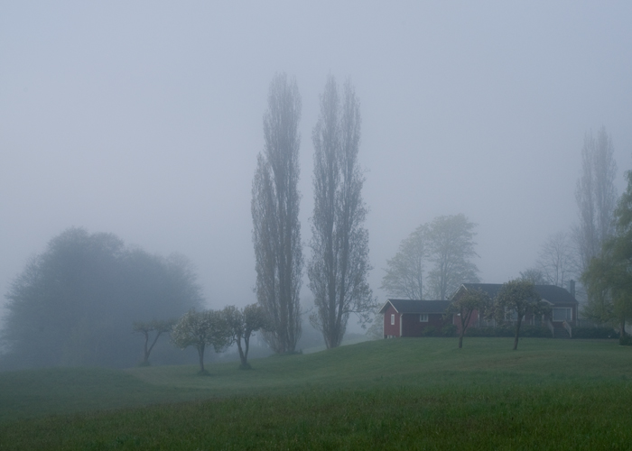 Morning Fog at Lovegreen Farm
