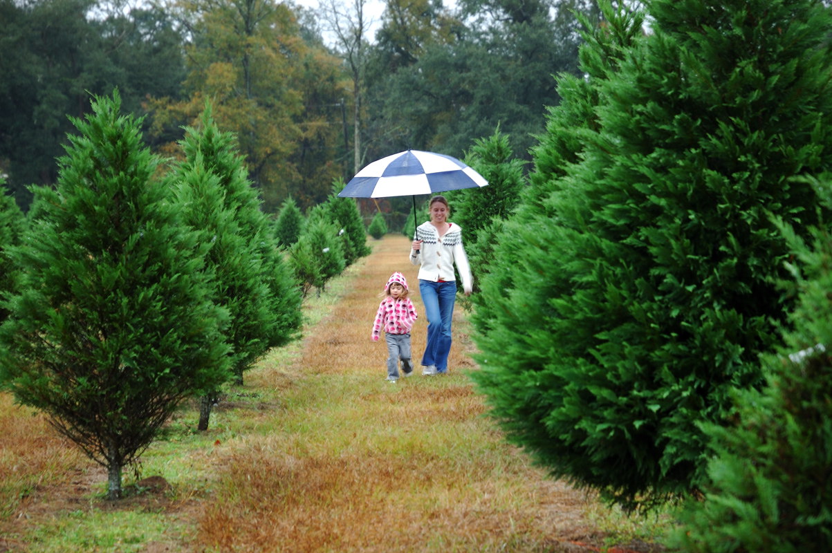 Searching for the Perfect Tree