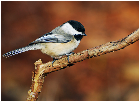 chickadee7.jpg