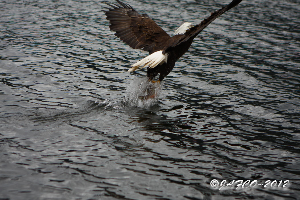 eagle2