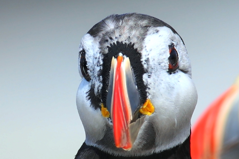 076  PUFFIN BILL SHEDDING  03