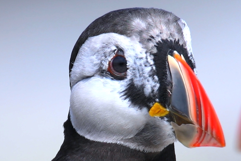 077  PUFFIN BILL SHEDDING  04