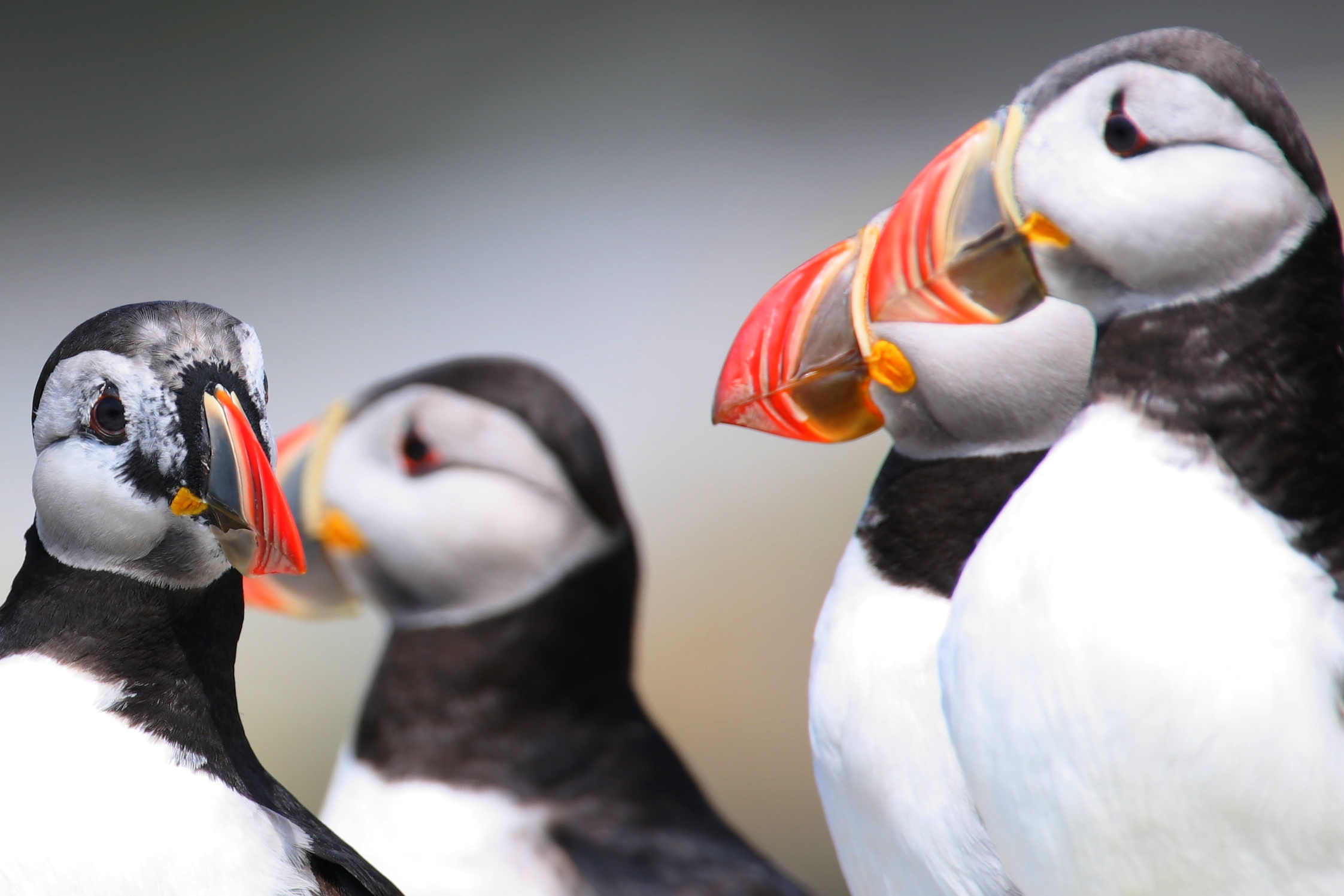 078  PUFFIN BILL SHEDDING  05