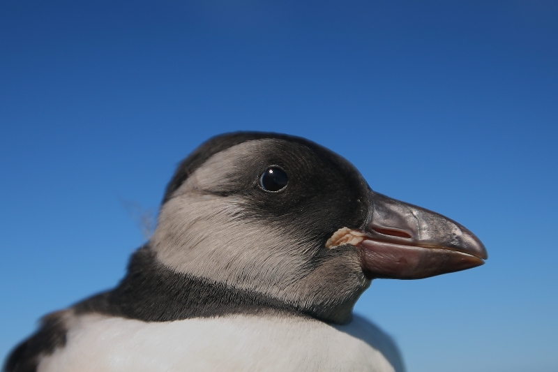 079  PUFFIN  FLEDGLING