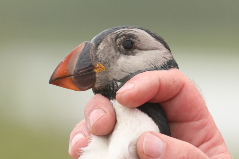 080  PUFFIN   YOUNG ADULT