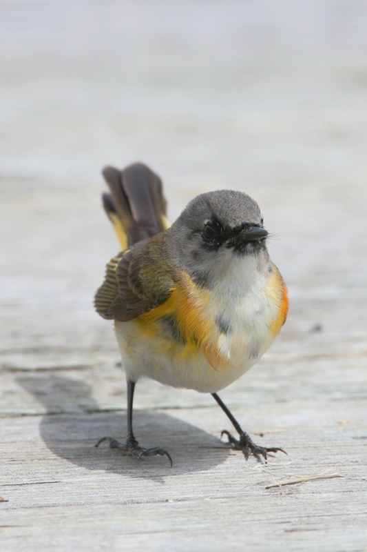 041  REDSTART (IMMATURE MALE)