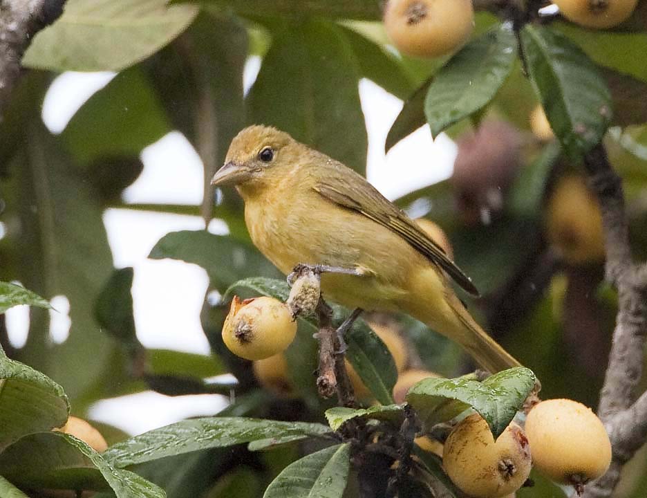 Summer Tanager (F)