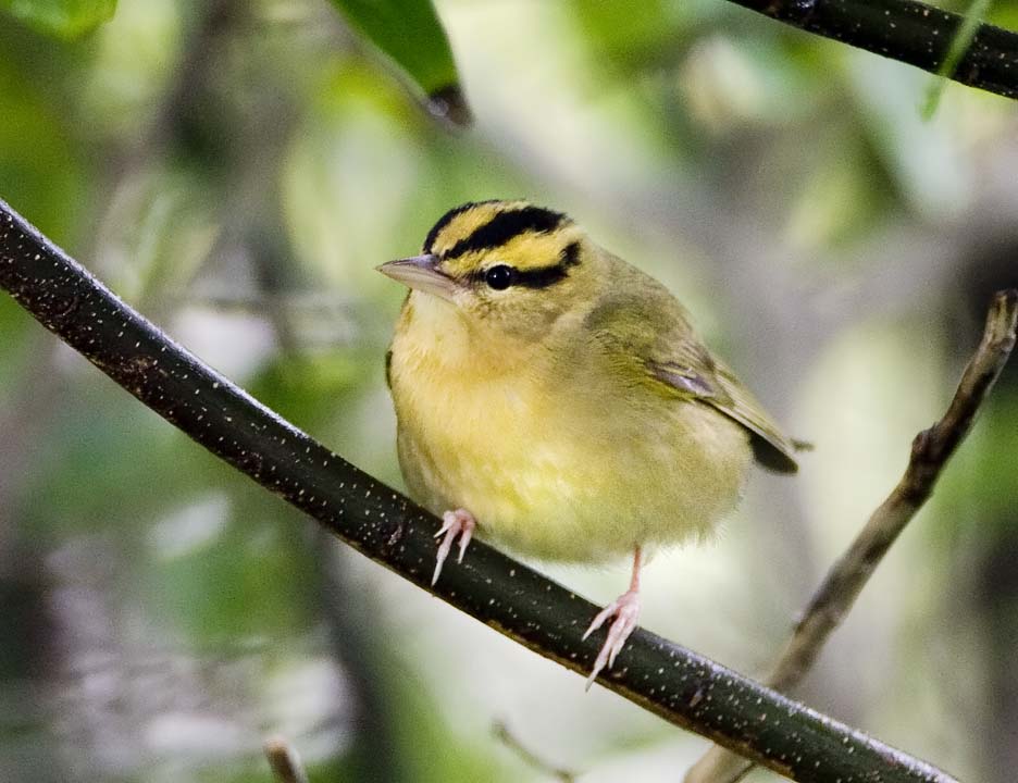 Worm-eating Warbler