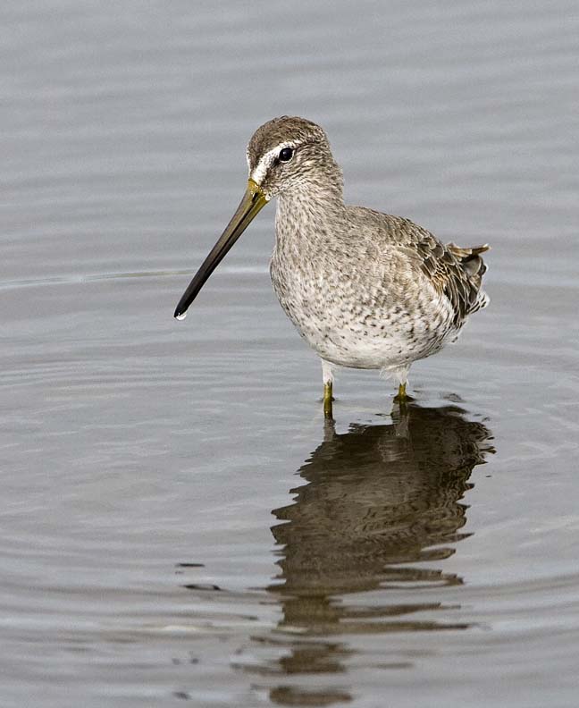 Long-billed Dowitcher