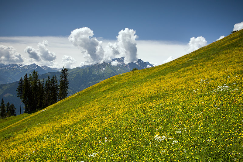 Schmittenhhe Zell am See Trail: Slopes with Wild Flowers