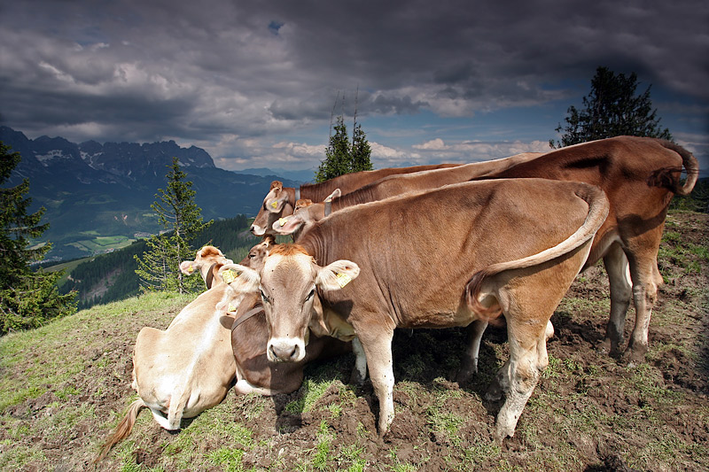 Wilder Kaiser Trek: Cows