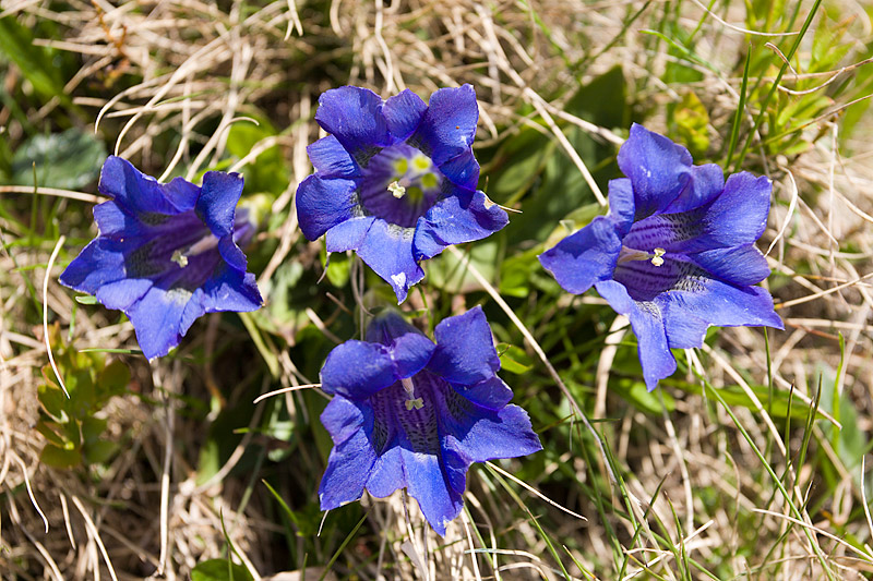 Mountain Flowers: Blue Stemless Gentian