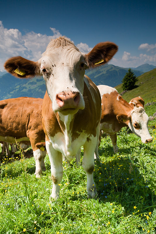 Kitzbheler Horn-Aurach Trek:  Cow's Portrait