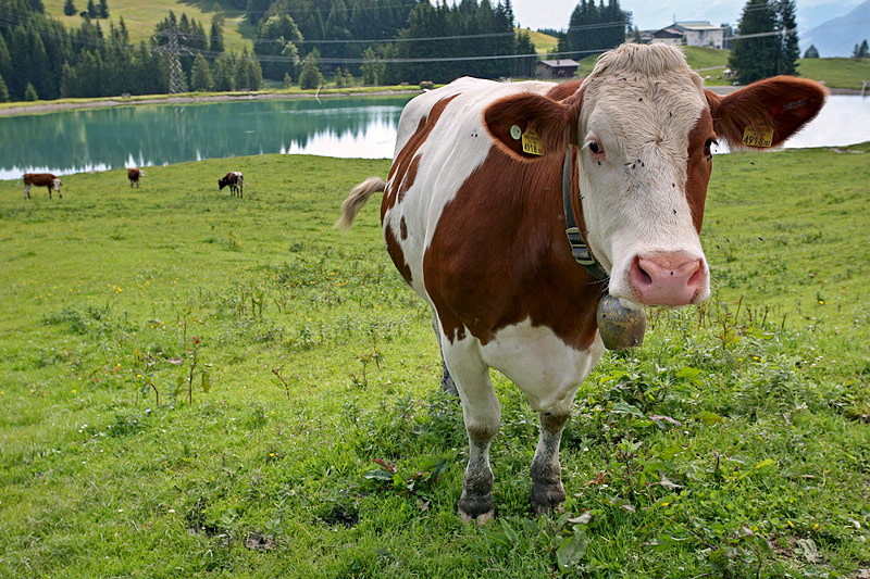 Filzalmsee Lake: Curious Cow and Bells