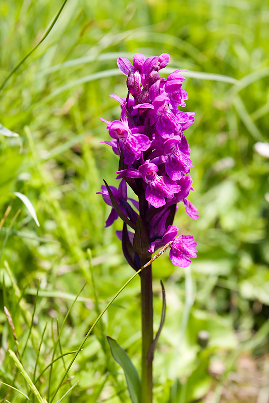 Mountain Flowers: Western Marsh Orchid