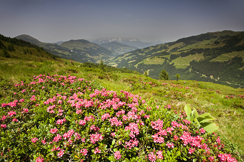 Spiessngel trek: Meadows with Alpine Roses