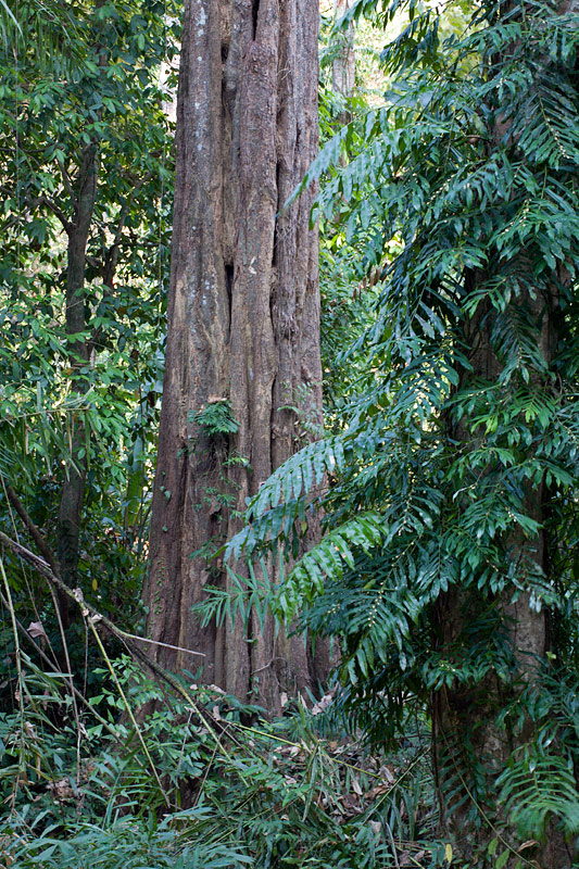 Khao Sok National Park: Tropical Rainforest