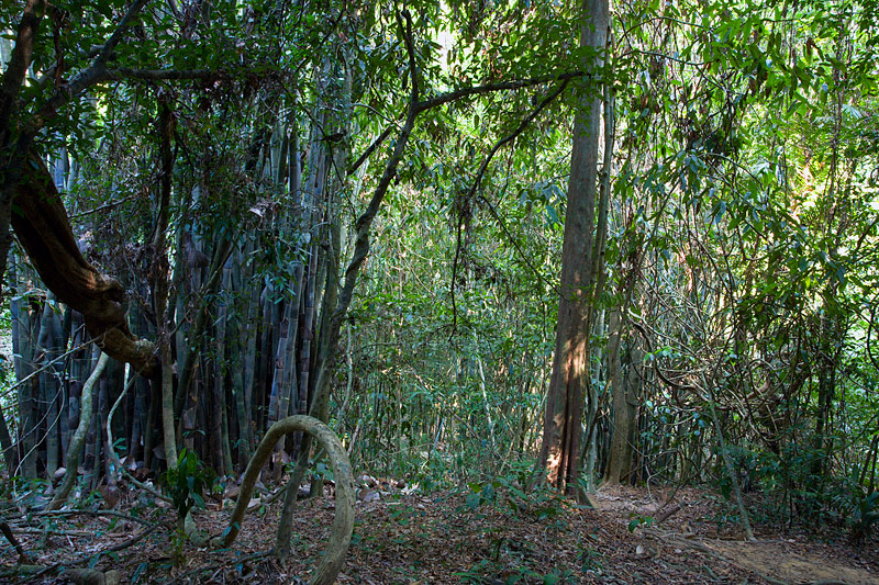 Khao Sok National Park: Bamboo Rainforest