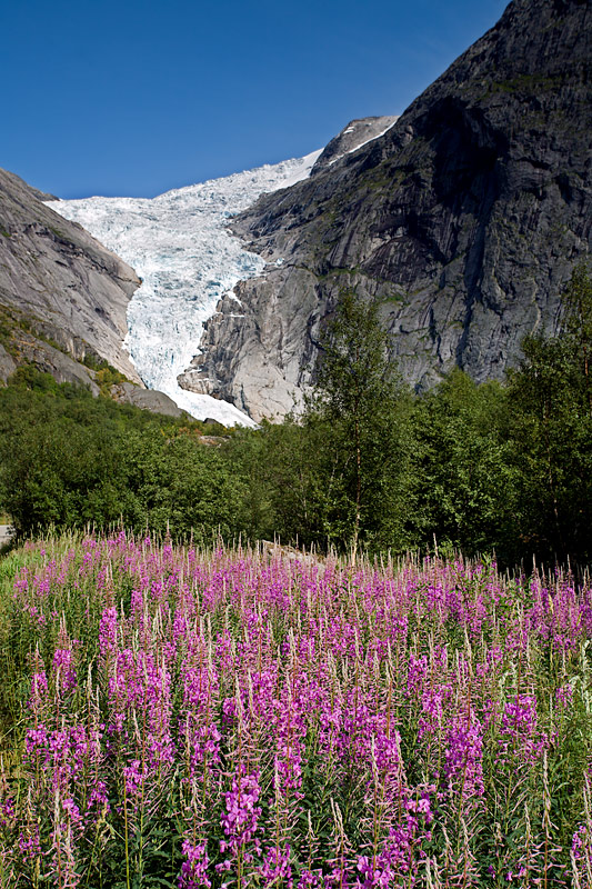 Briksdal Glacier (Briksdalsbreen): Wild Flowers