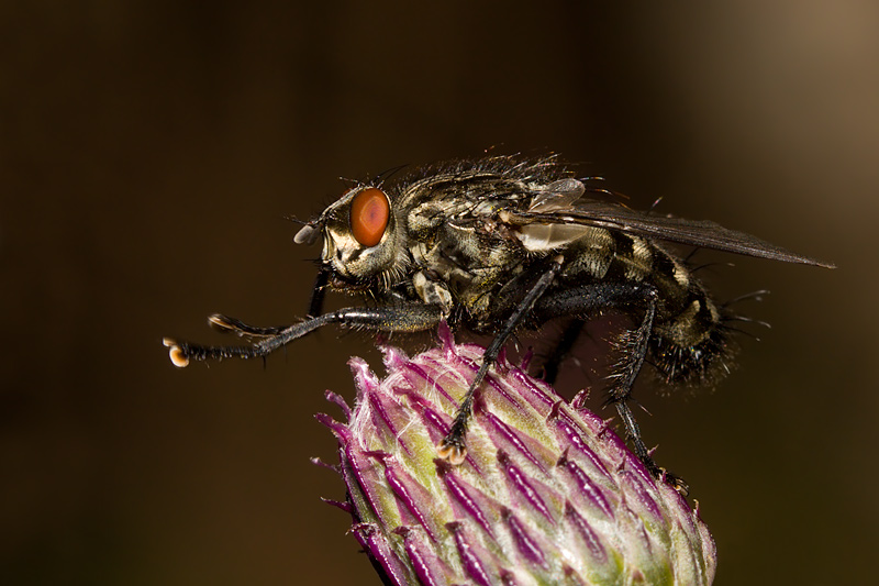 Flesh Fly Stretching Legs (sarcophaga carnaria)