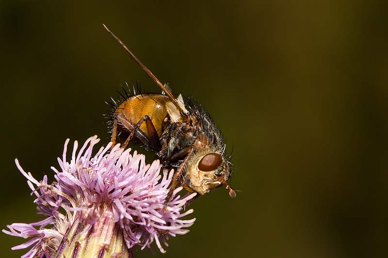 Tachinid Fly (tachina fera)