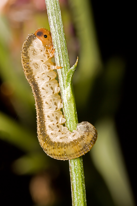 Unid Sawfly Larva (symphyta hymenoptera)