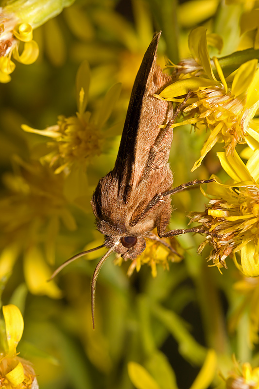 Heart and Dart (agrotis exclamationis)