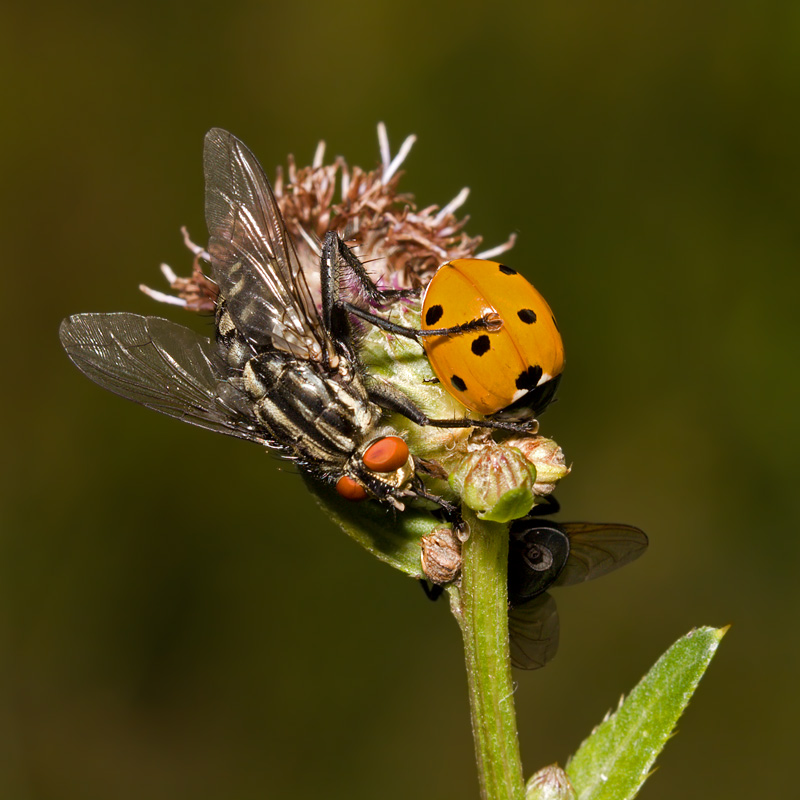 Flesh Fly and Lady Bird (sarcophaga carnaria, coccinella septempunctata)