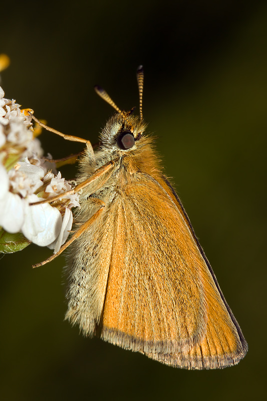 Essex Skipper (thymelicus lineola)