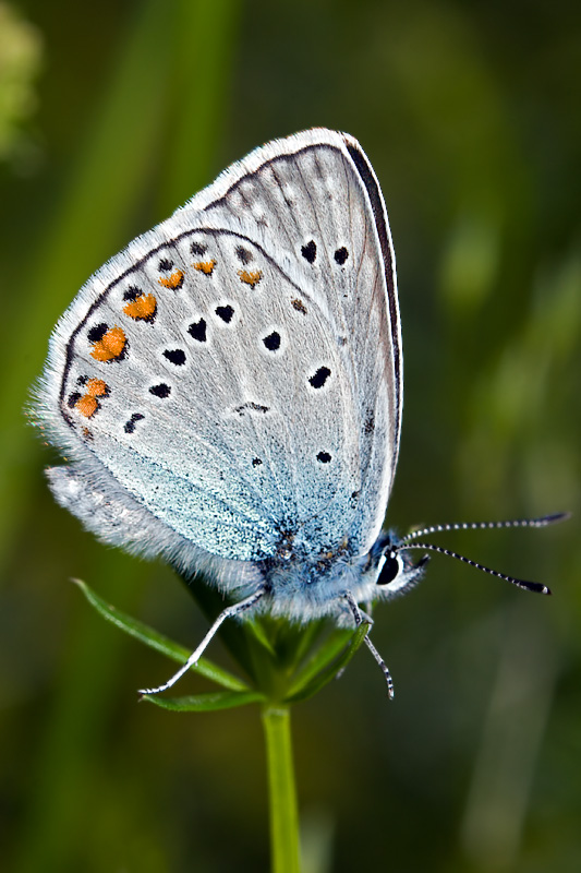 Common Blue (polyommatus icarus)