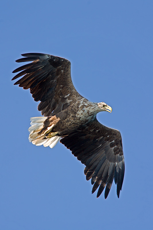  Austvgy Island: Trollfjord Tour: Sea Eagle