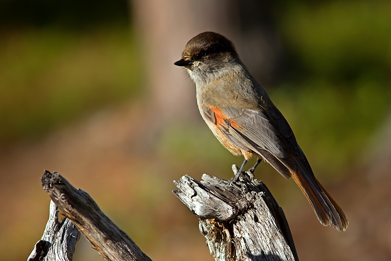 Noitatunturi Trek: Siberian Jay (kuukkeli, perisoreus infaustus)