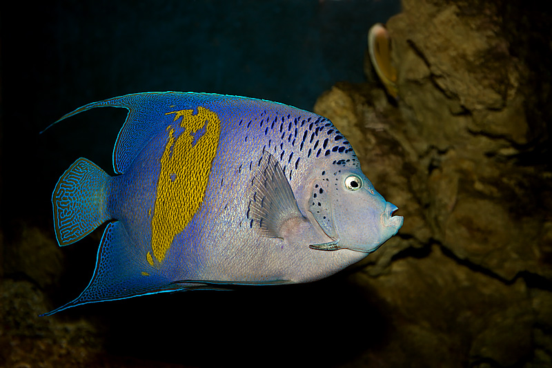 Yellow-Bar Angelfish (pomacanthus maculosus)