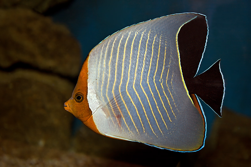 Orange-Face Butterflyfish (chaetodon larvatus)