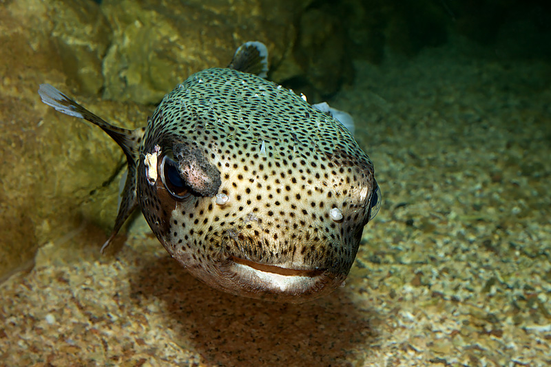 Porcupine Fish (diodontidae tetraodontiformes)