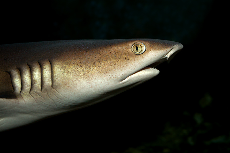 Whitetip Reef Shark (triaenodon obesus)