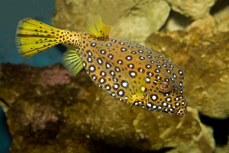 Yellow Boxfish (ostracion cubicus)